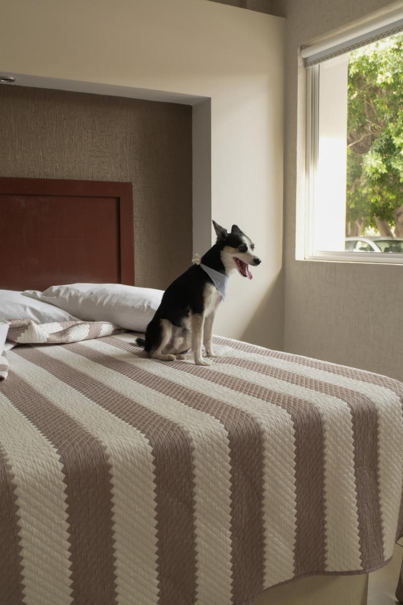 Hotel San Marcos アグアスカリエンテス エクステリア 写真