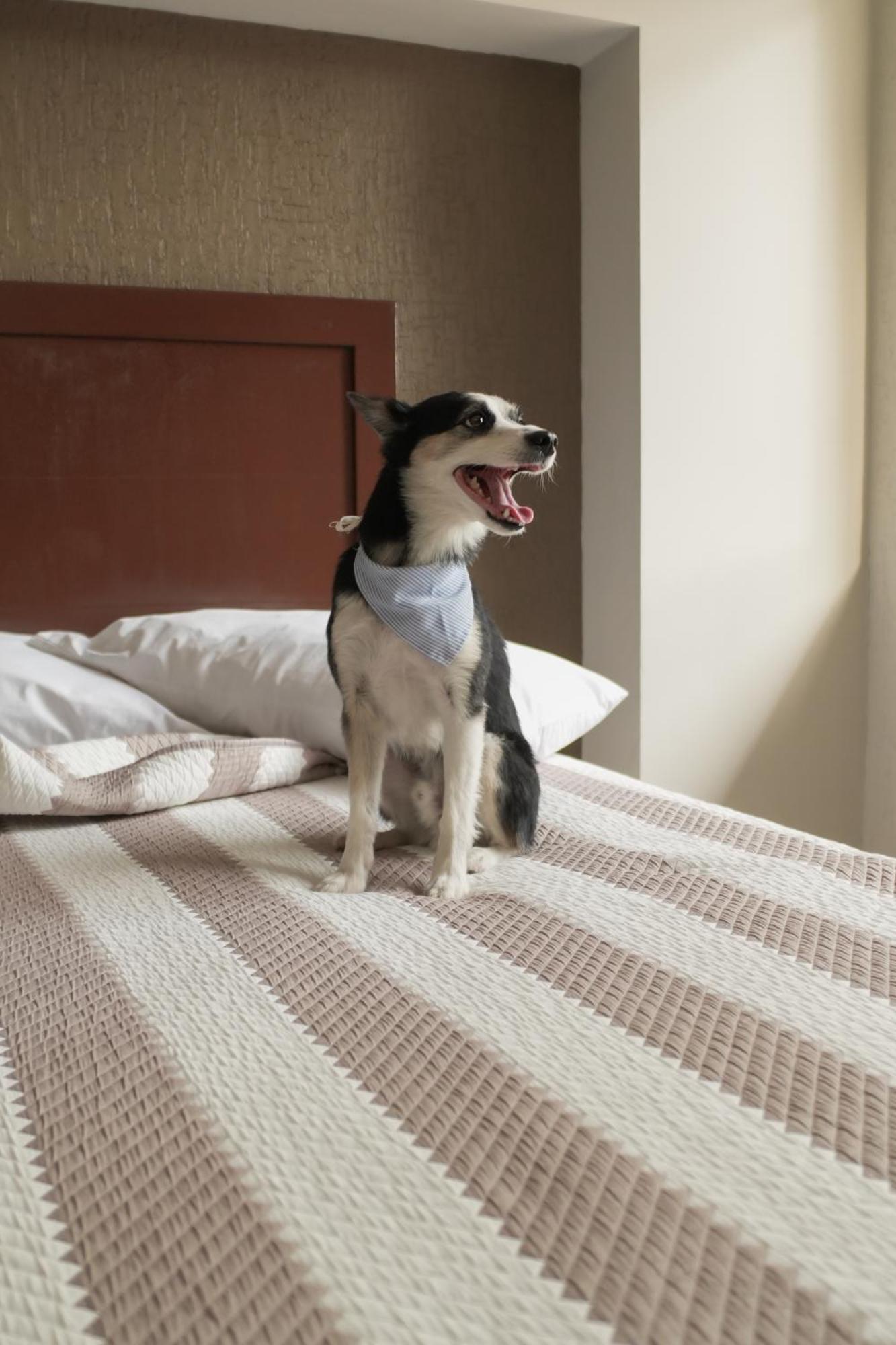 Hotel San Marcos アグアスカリエンテス エクステリア 写真